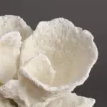 Krabia Decor