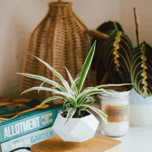 LEVITATING PLANT POT - Homeko