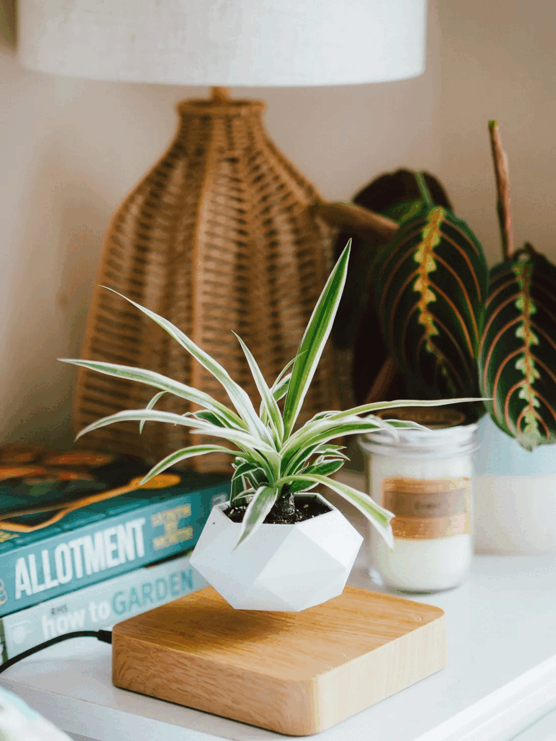 LEVITATING PLANT POT - Homeko