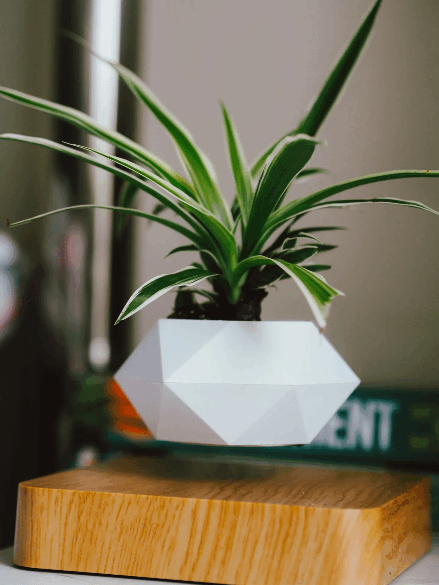 LEVITATING PLANT POT - Homeko