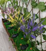 LavenderGlow_-_Solar_Lavender_Garden_Lights_-_-4316146 LavenderGlow Solar Lavender Garden Lights