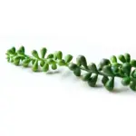 Lifelike Garland tag1