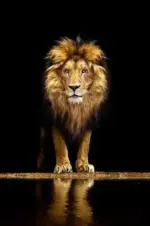 Lion-in-the-Dark-Decorfaure-1685705388 Lion in the Dark Decorfaure