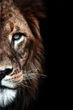 LionandLioness Homeko4