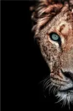 LionandLioness Homeko5