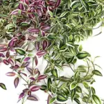 Long Artificial Hanging Vines Leaves