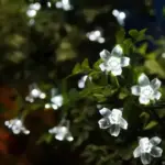 LumiBlossom Solar Garden Flower Light