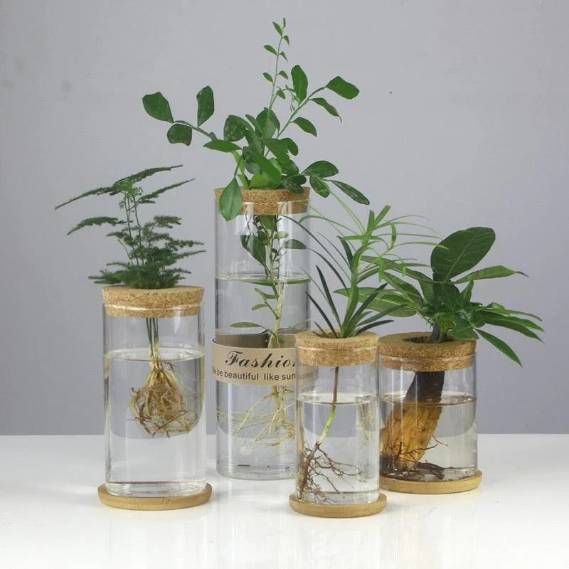 Mini Vintage Hydroponic Flower Glass Pot -