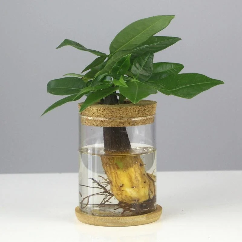 Mini Vintage Hydroponic Flower Glass Pot -
