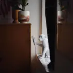MonkeyTableLamp_37_6e0a537e-967e-4087-80ec-9548447b6678 MonkeyTableLamp 37 6e0a537e 967e 4087 80ec 9548447b6678