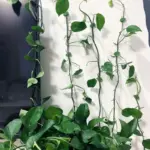 Multifunctional Plant Climbing Holder