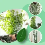 Multifunctional Plant Climbing Holder