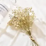 Natural Dried Baby s Breath
