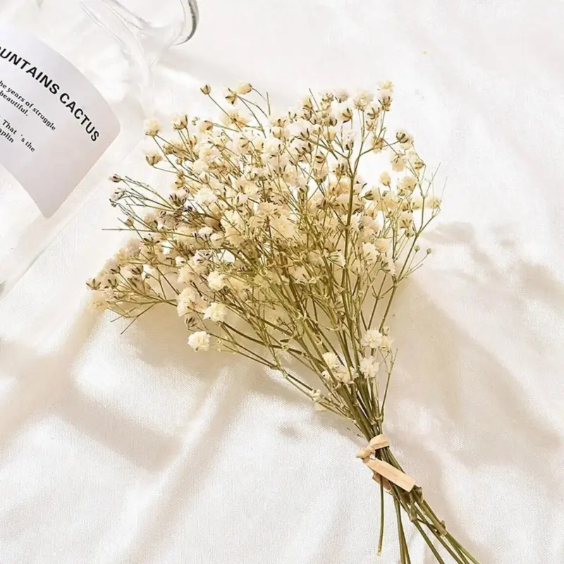 Natural Dried Baby s Breath