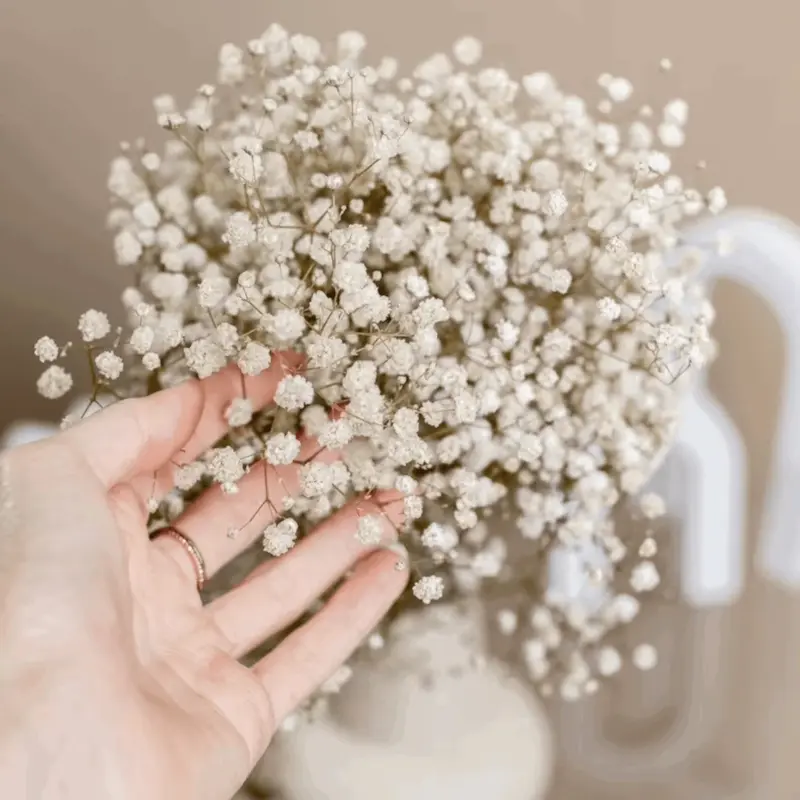 Natural Dried Baby s Breath