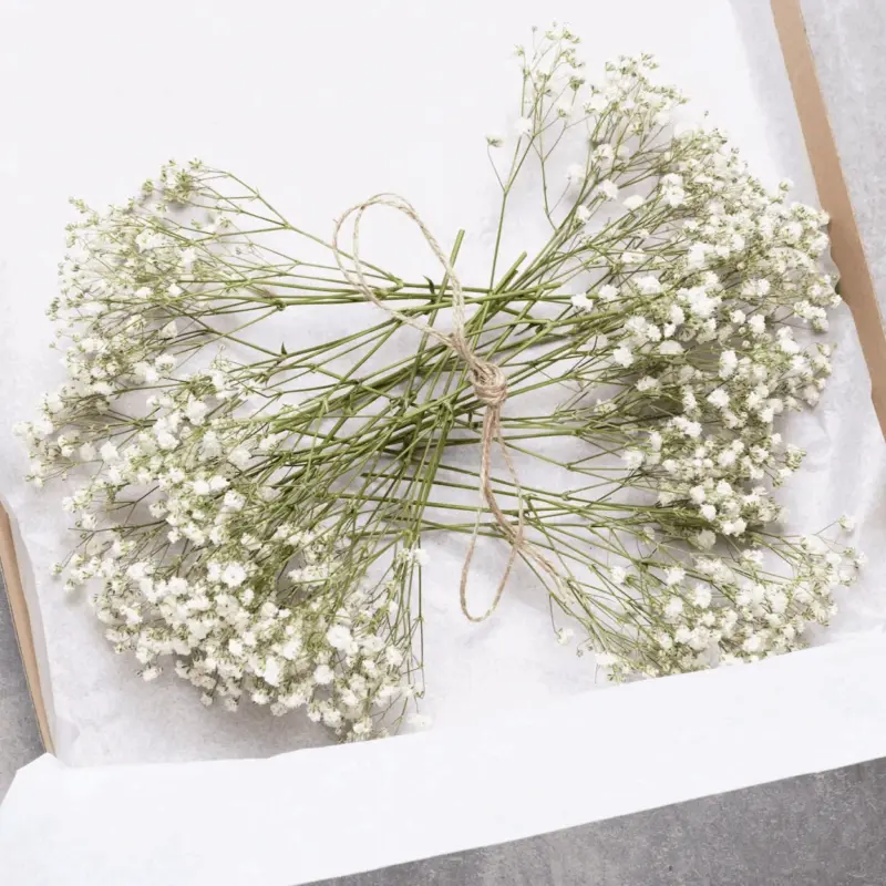 Natural Dried Baby s Breath