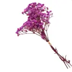 Natural Dried Baby s Breath