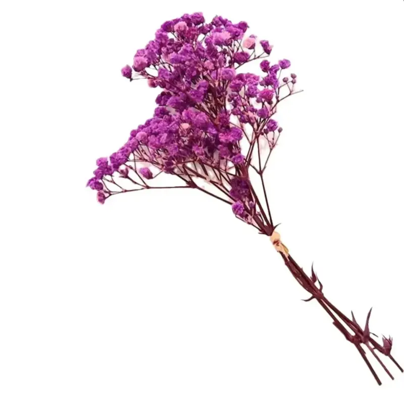 Natural Dried Baby s Breath