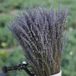 Natural Dried Lavender