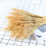 Natural Dried Wheat