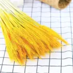 Natural Dried Wheat