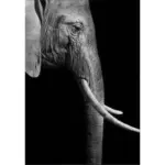 Niar_Canvas_-_-4350447 Niar Canvas
