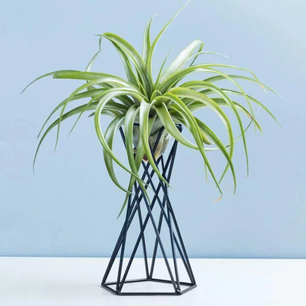 Nordic Style Air Plant Holder Metal Flower Pots Stand Geometric Iron Tillandsia Holder Table Home Garden