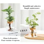 Nordic_Simple_Transparent_Glass_Vases_-_-4356566 Nordic Simple Transparent Glass Vases