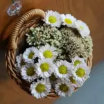 S31a06205bf10486a9c91105d51717a23E