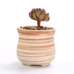 SUN E 6 in Set 3 Inch Ceramic Wooden Pattern Succulent Plant Pot Cactus Plant Pot 9ca67f62 75d9 4632 b178 57491b6a1421