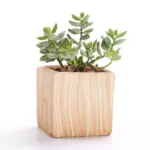 SUN E 6 in Set 3 Inch Ceramic Wooden Pattern Succulent Plant Pot Cactus Plant Pot b3962fff 6086 4c08 b73e 678e98dac1fe