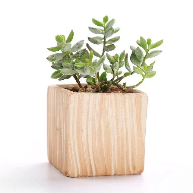 Sun E 6 In Set 3 Inch Ceramic Wooden Pattern Succulent Plant Pot Cactus Plant Pot B3962fff 6086 4c08 B73e 678e98dac1fe