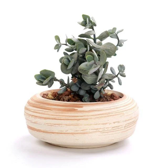 Sun E 6 In Set 3 Inch Ceramic Wooden Pattern Succulent Plant Pot Cactus Plant Pot D93e0899 D2cb 48da A6d5 Ac2723c69f2d