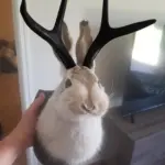 Taxidermy-Head-Wall-Decor-Deer-Head-Wall-Mount-Deer-Head-Wall-Mount-for-Home-Wall-Decoration.jpg_3fcc5f30-1d1d-4c97-9911-50cd31a63ecf Taxidermy Head Wall Decor Deer Head Wall Mount Deer Head Wall Mount for Home Wall Decoration.jpg 3fcc5f30 1d1d 4c97 9911 50cd31a63ecf
