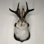 Taxidermy-Head-Wall-Decor-Deer-Head-Wall-Mount-Deer-Head-Wall-Mount-for-Home-Wall-Decoration.jpg_8f79f93e-16f4-4df0-9023-1e2e6963a92f Taxidermy Head Wall Decor Deer Head Wall Mount Deer Head Wall Mount for Home Wall Decoration.jpg 8f79f93e 16f4 4df0 9023 1e2e6963a92f