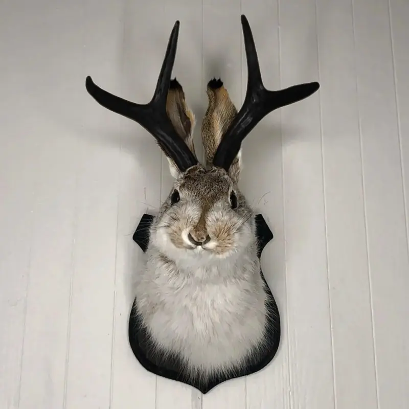Taxidermy Head Wall Decor Deer Head Wall Mount Deer Head Wall Mount for Home Wall Decoration.jpg 8f79f93e 16f4 4df0 9023 1e2e6963a92f