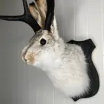 Taxidermy-Head-Wall-Decor-Deer-Head-Wall-Mount-Deer-Head-Wall-Mount-for-Home-Wall-Decoration.jpg_979fad4a-c203-4c7e-921b-a75676aa7269 Taxidermy Head Wall Decor Deer Head Wall Mount Deer Head Wall Mount for Home Wall Decoration.jpg 979fad4a c203 4c7e 921b a75676aa7269