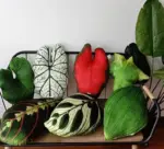 TropicalMonsteraLeafPillow