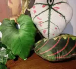 TropicalMonsteraLeafPillow