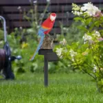 Zonne-Energie-Led-Papegaai-Gazon-Licht-Buiten-Waterdichte-Tuin-Tuin-Decoratieve-Lamp_159e9e64-1495-4bbb-9495-903827efa5fc Zonne Energie Led Papegaai Gazon Licht Buiten Waterdichte Tuin Tuin Decoratieve Lamp 159e9e64 1495 4bbb 9495 903827efa5fc