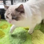 Greenery carpet