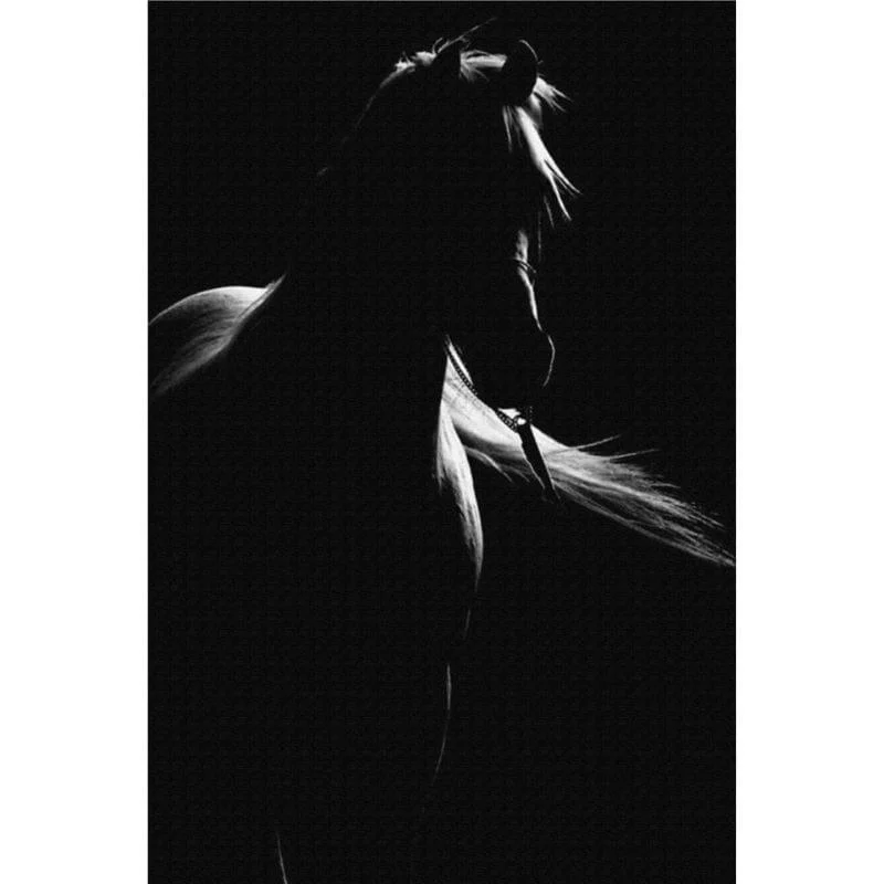 Horse Canvas Mademoiselle Home Decor And Furniture Store 9