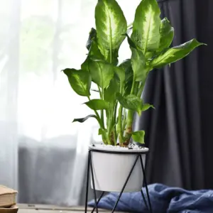 Meina Flower Pot Mademoiselle Home Decor And Furniture Store 6