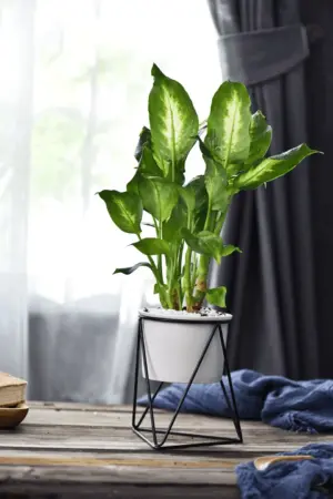 Varvara Pot