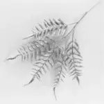 Nima artificial plant mademoiselle home decor and furniture store