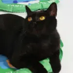 Outdoor cooling pet bed patchandbagel