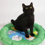 Outdoor cooling pet bed patchandbagel