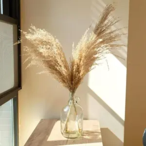 Pampas Grass