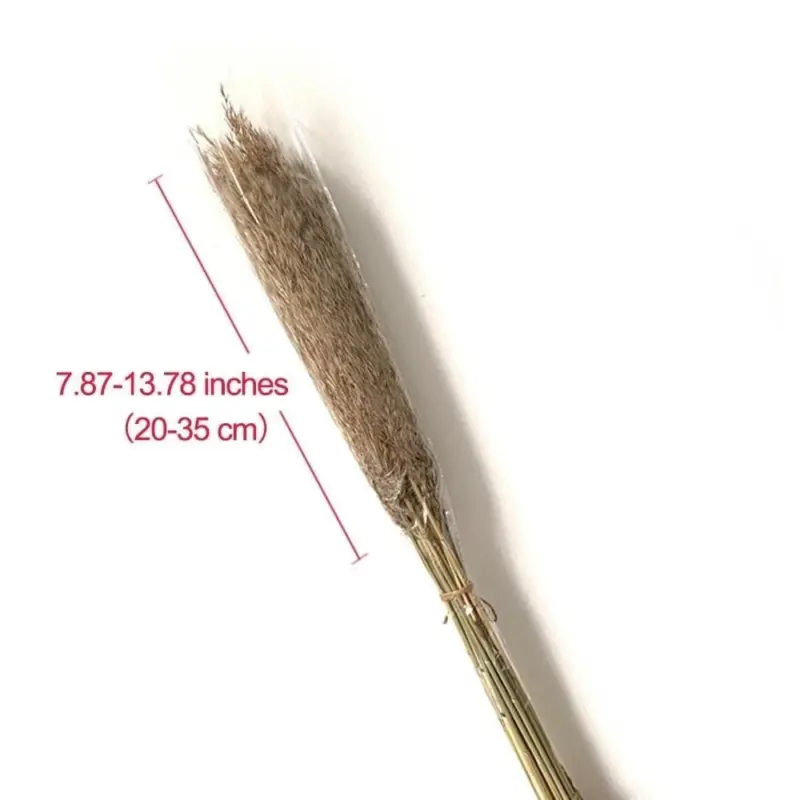 Pampas grass decor plants home wedding decor dried flowers bunch feather flowers natural phragmites tall 20 f3827f08 2de3 4185 9ec0 409cb829e4a8
