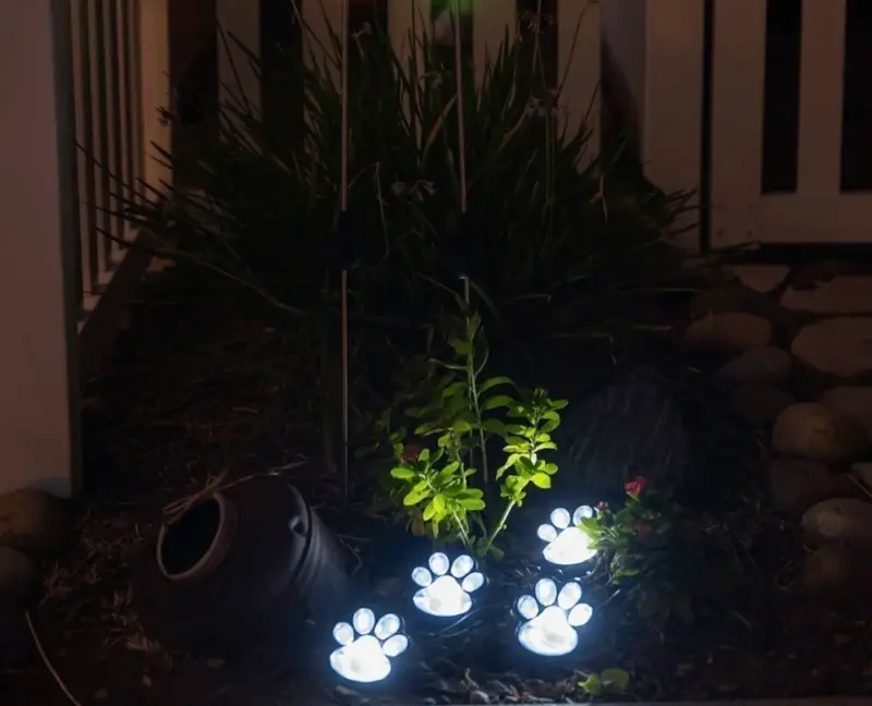 Pawled1